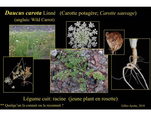 Plantes comestibles - Université Laval