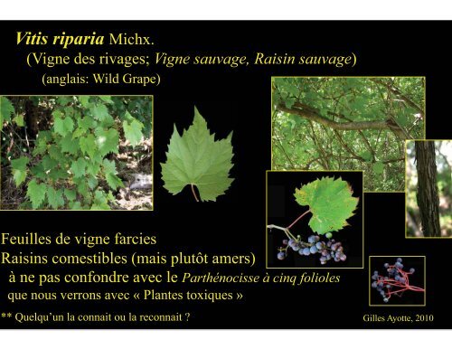 Plantes comestibles - Université Laval