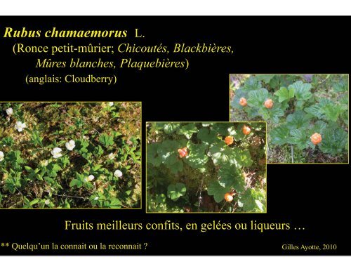 Plantes comestibles - Université Laval