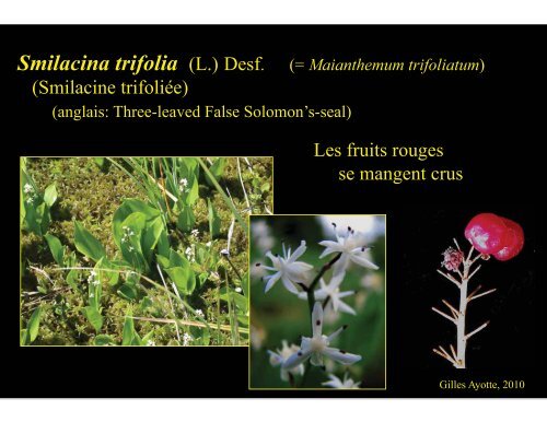 Plantes comestibles - Université Laval