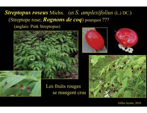 Plantes comestibles - Université Laval