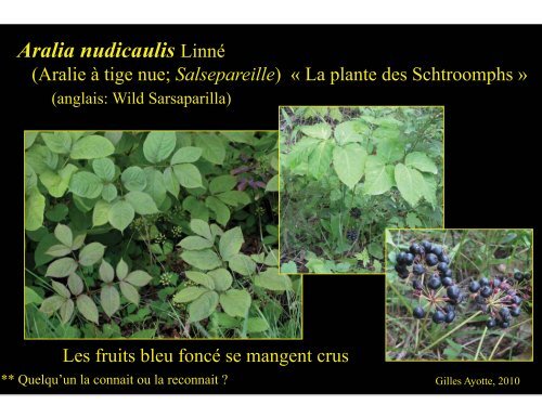 Plantes comestibles - Université Laval