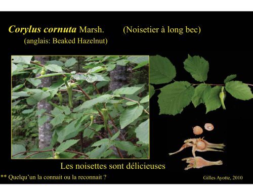 Plantes comestibles - Université Laval