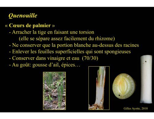 Plantes comestibles - Université Laval