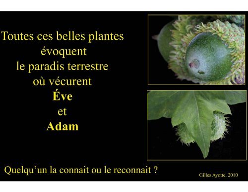 Plantes comestibles - Université Laval