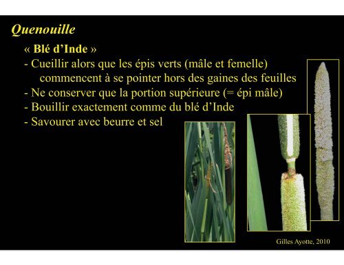 Plantes comestibles - Université Laval