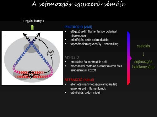 axonéma - Biofizikai Intézet