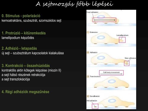 axonéma - Biofizikai Intézet