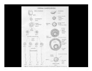 frog (Xenopus) Blastulation