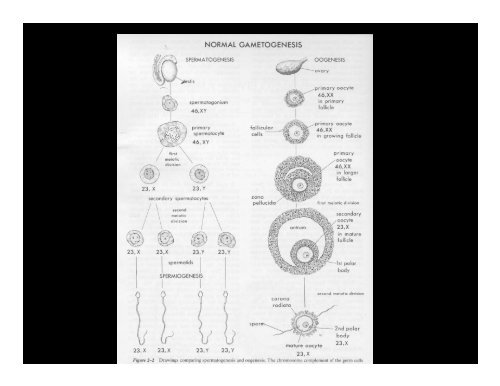 frog (Xenopus) Blastulation frog (Xenopus) Blastulation