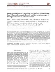 Cranial anatomy of Paleocene and Eocene Labidolemur kayi ...