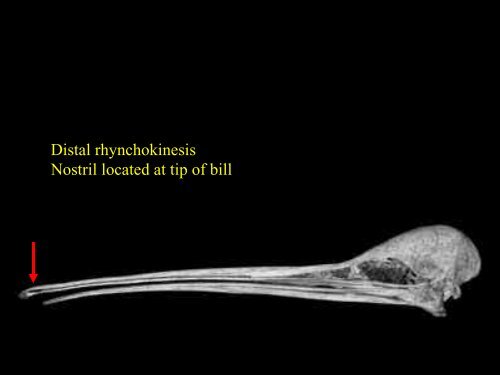 Classification 1: Palaeognathae and Galloanserae.pdf