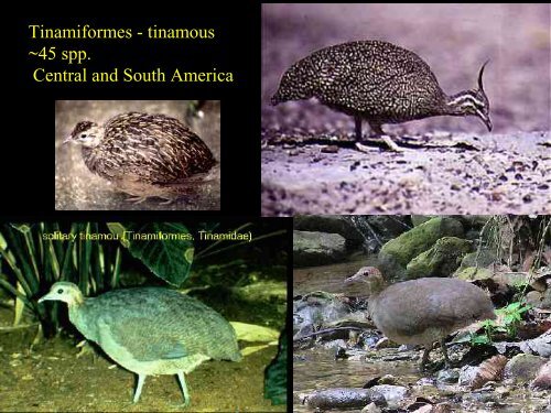 Classification 1: Palaeognathae and Galloanserae.pdf