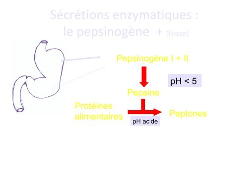 Diapo - site dcem1 bichat