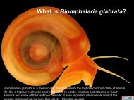 What is Biomphalaria glabrata? - Biology