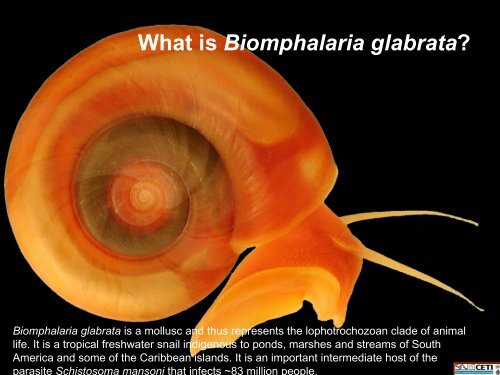 What is Biomphalaria glabrata? - Biology