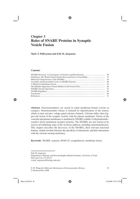 Roles of SNARE Proteins in Synaptic Vesicle Fusion - Department of ...