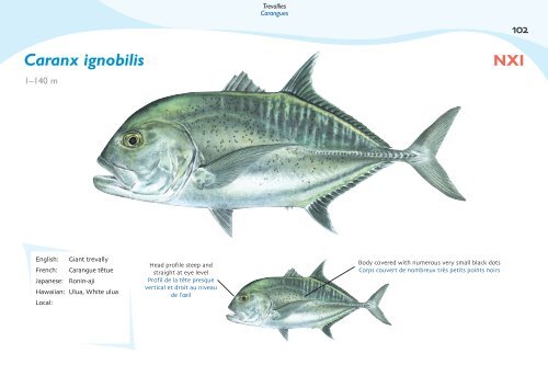 Fish species identification manual for deep-bottom snapper ...