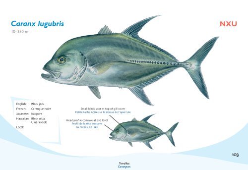 Fish species identification manual for deep-bottom snapper ...