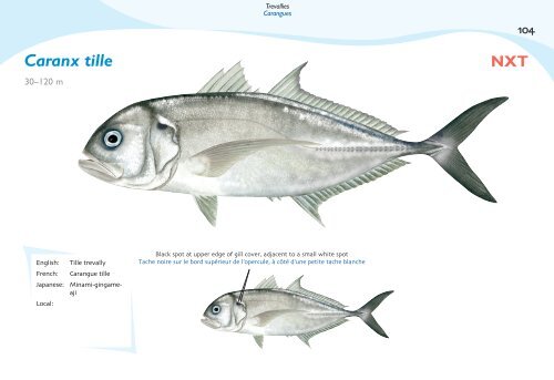 Fish species identification manual for deep-bottom snapper ...