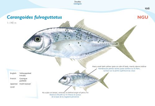 Fish species identification manual for deep-bottom snapper ...