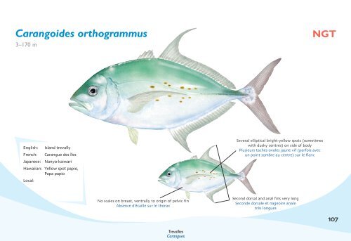 Fish species identification manual for deep-bottom snapper ...