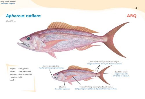 Fish species identification manual for deep-bottom snapper ...