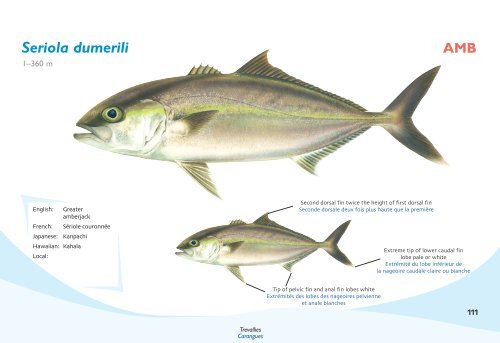 Fish species identification manual for deep-bottom snapper ...