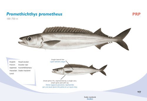 Fish species identification manual for deep-bottom snapper ...