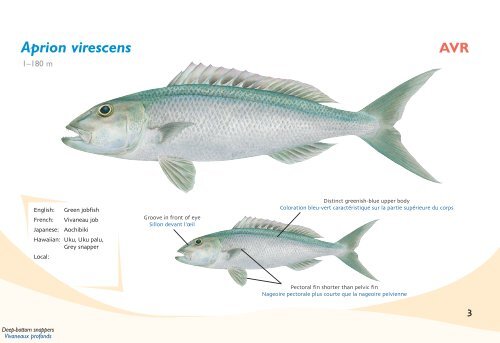 Fish species identification manual for deep-bottom snapper ...