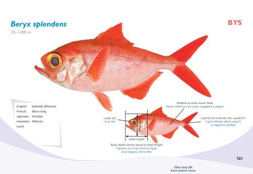 Fish species identification manual for deep-bottom snapper ...