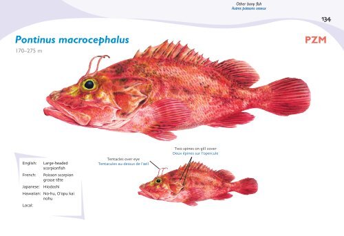 Fish species identification manual for deep-bottom snapper ...