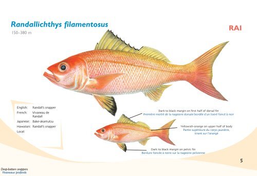 Fish species identification manual for deep-bottom snapper ...