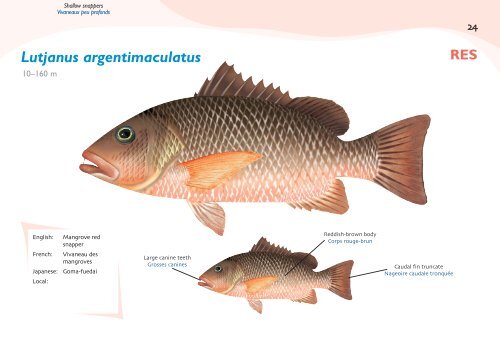 Fish species identification manual for deep-bottom snapper ...