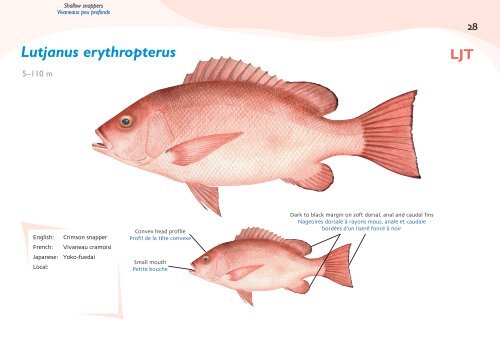 Fish species identification manual for deep-bottom snapper ...