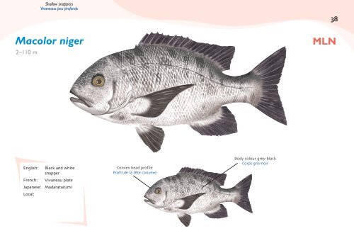 Fish species identification manual for deep-bottom snapper ...