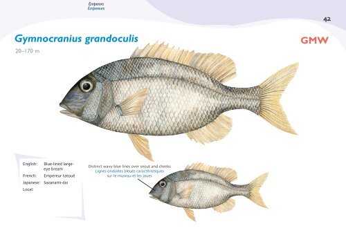 Fish species identification manual for deep-bottom snapper ...