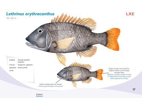 Fish species identification manual for deep-bottom snapper ...