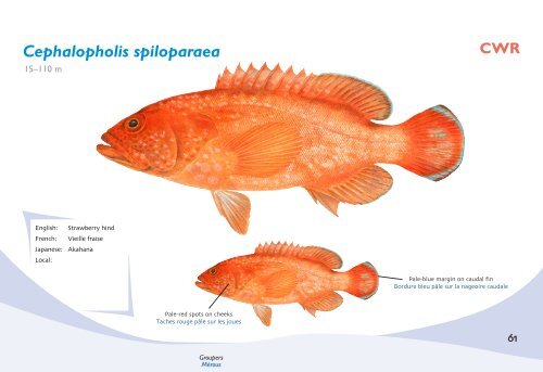 Fish species identification manual for deep-bottom snapper ...