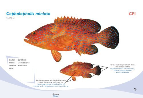 Fish species identification manual for deep-bottom snapper ...