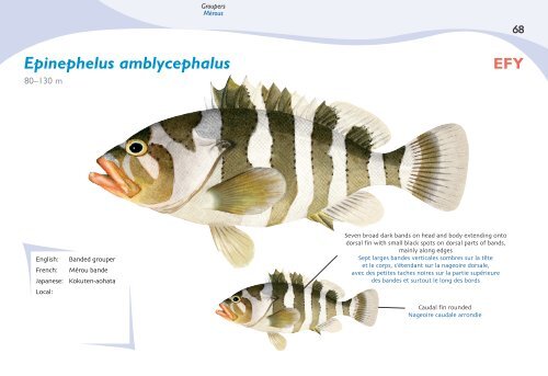 Fish species identification manual for deep-bottom snapper ...