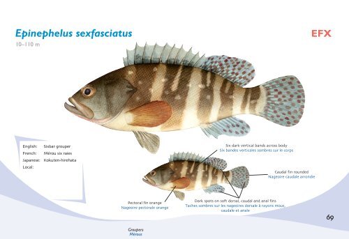 Fish species identification manual for deep-bottom snapper ...