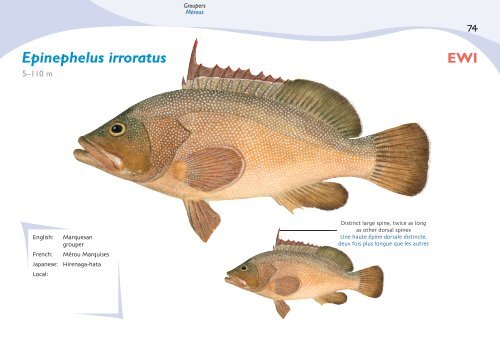 Fish species identification manual for deep-bottom snapper ...