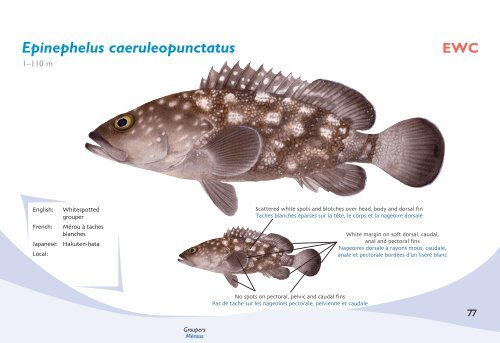 Fish species identification manual for deep-bottom snapper ...