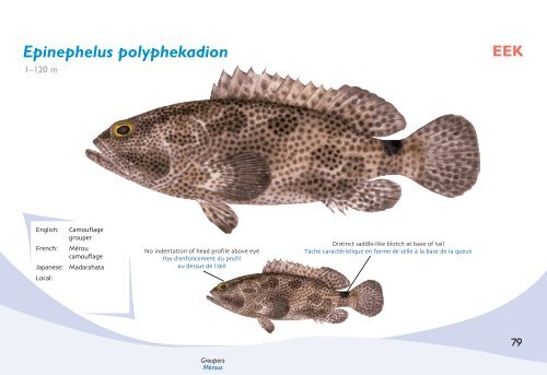 Fish species identification manual for deep-bottom snapper ...