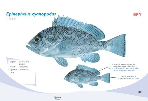 Fish species identification manual for deep-bottom snapper ...