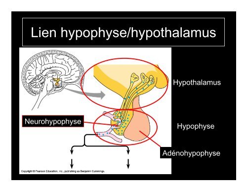 Système endocrinien