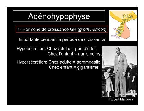 Système endocrinien