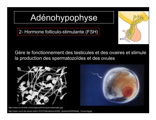 Système endocrinien