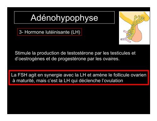 Système endocrinien